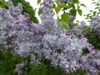 Syringa vulgaris (Šeřík obecný 'Olivier de Serres')