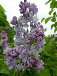 Syringa vulgaris (Šeřík obecný 'Olivier de Serres')
