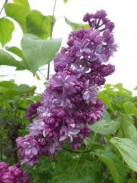 Syringa vulgaris (Šeřík obecný 'Pamjať o Vechove')
