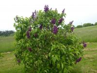 Syringa vulgaris (Šeřík obecný 'Pasteur')