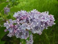 Syringa vulgaris (Šeřík obecný 'President Grevy')