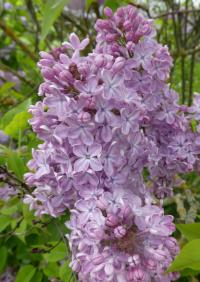 Syringa vulgaris (Šeřík obecný 'President Lebrun')