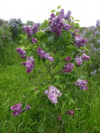 Syringa vulgaris (Šeřík obecný 'President Poincare')