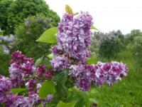 Syringa vulgaris (Šeřík obecný 'President Poincare')