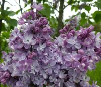 Syringa vulgaris (Šeřík obecný 'President Viger')