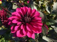 Dahlia (Jiřinka 'Jennifer Mary Ellen')