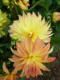 Dahlia (Jiřinka 'Jubileja')