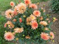 Dahlia (Jiřinka 'Orange Pygmy' - Semikaktusovité jiřinky)