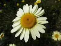 Anthemis tinctoria (Rmen barvířský 'ECBuxton')