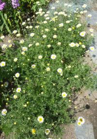 Anthemis tinctoria (Rmen barvířský 'Lemon Ice')