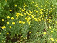 Anthemis tinctoria (Rmen barvířský 'Kelwayi')