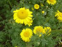 Anthemis tinctoria (Rmen barvířský 'Kelwayi')