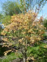 Acer palmatum (Javor dlanitolistý 'Coral Pink')