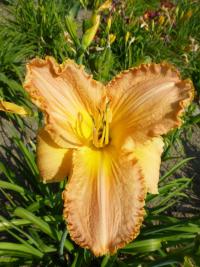 Hemerocallis (Denivka 'Luise')