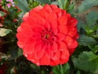 Dahlia hybridus (Jiřinka 'Riviera')