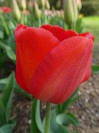 Tulipa (Tulipán 'Bastogne' - Triumph tulipány)