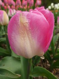 Tulipa (Tulipán 'Innuendo' - Triumph tulipány)