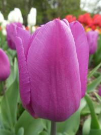 Tulipa (Tulipán 'Blue Beauty' - Triumph tulipány)