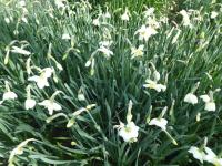 Narcissus (Narcis 'Papillon Blanc')