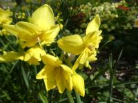 Narcissus (Narcis 'Tripartite' - Collar narcisy)