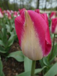 Tulipa (Tulipán 'Garden Party' - Triumph tulipány)