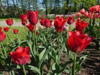 Tulipa (Tulipán 'Couleur Cardinal' - Triumph tulipány)
