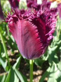 Tulipa (Tulipán 'Blue Heron' - Třepenité tulipány)