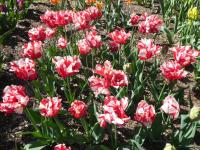 Tulipa (Tulipán 'Estella Rijnveld' - Papouškovité tulipány)
