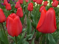 Tulipa (Tulipán 'Oscar' - Triumph tulipány)