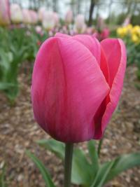 Tulipa (Tulipán 'Carola' - Triumph tulipány)