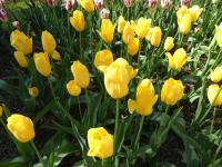 Tulipa (Tulipán 'Big Smile' - Jednoduché pozdní tulipány)