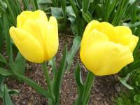 Tulipa (Tulipán 'Yellow Angel' - Jednoduché pozdní tulipány)