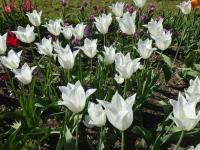 Tulipa (Tulipán 'White Triumphator' - Liliokvěté tulipány)