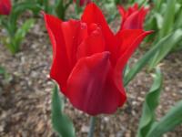 Tulipa (Tulipán 'Red Shine' - Liliokvěté tulipány)