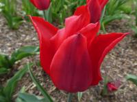 Tulipa (Tulipán 'Red Shine' - Liliokvěté tulipány)