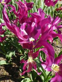 Tulipa (Tulipán 'Purple Doll' - Liliokvěté tulipány)