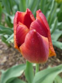 Tulipa (Tulipán 'Amber Glow' - Triumph tulipány)