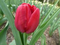 Tulipa (Tulipán 'Kingsblood' - Jednoduché pozdní tulipány)