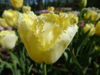 Tulipa (Tulipán 'Maja' - Třepenité tulipány)