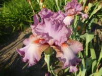 Iris (Kosatec 'Extravagant' - Vysoké bradaté kosatce)
