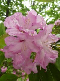 Rhododendron (Pěnišník 'Panenka')