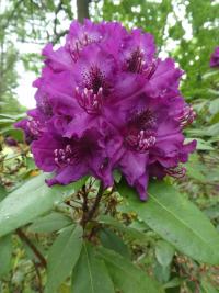 Rhododendron (Pěnišník 'Bohumil Kavka')