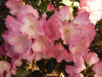 Rhododendron (Pěnišník 'Fantastica')