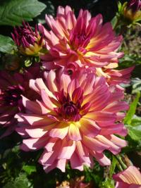 Dahlia (Jiřinka 'Bourbon Street' - Dekorační jiřinky)