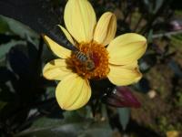 Dahlia (Jiřinka 'HS Party' - Jednoduše kvetoucí jiřinky)