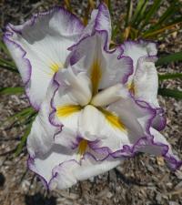 Iris ensata (Kosatec Kaempferův 'Shinto Rings')