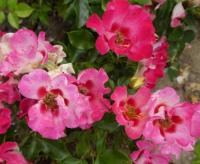 Rosa (Růže 'Sunshine Babylon Eyes' - Hybridy růže perské)