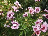 Rosa (Růže 'Trendy Babylon Eyes' - Hybridy růže perské)