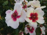 Rosa (Růže 'Sunset Babylon Eyes' - Hybridy růže perské)