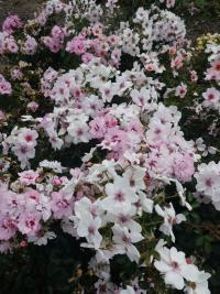 Rosa (Růže 'Smiling Eyes' - Hybridy růže perské)